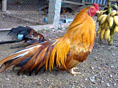 Cuối cùng là gà tàu vàng, là một giống gà bản địa của Việt Nam. Đặc điểm của gà tàu vàng là bộ lông màu vàng rơm xen lẫn vàng sẫm, có đốm đen ở cổ, cánh và đuôi. Chân màu vàng, da vàng, thịt trắng, mào phần lớn là mào đơn và ít mào nụ, chất lượng thịt cao, săn chắc và rất ngon nên thường được ưa chuộng và săn lùng.