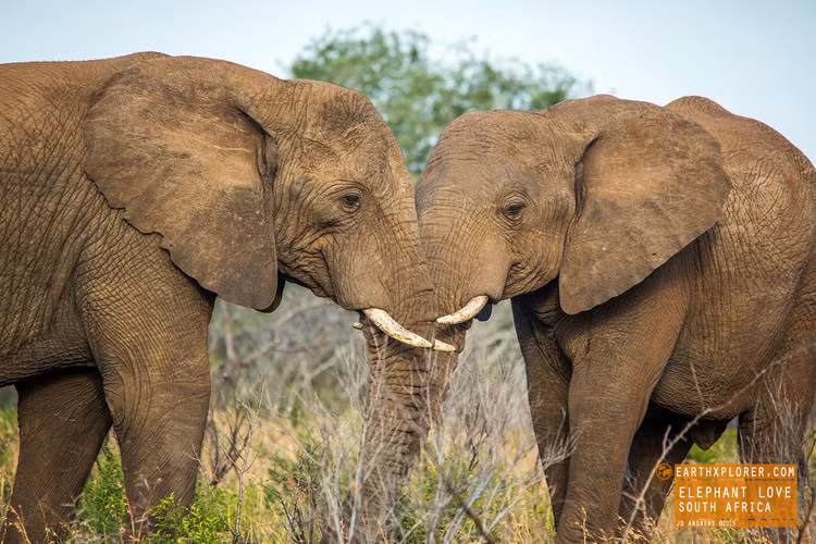 Không giống như khi voi giao phối, những lúc voi tình tứ, lãng mạn nhất là những khi chúng thuần túy thể hiện tình cảm. (Nguồn Sina)
