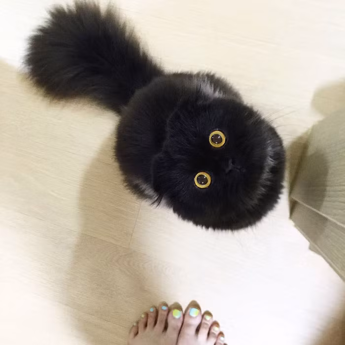 Là một người đẹp không góc chết, dù bị chụp ở bất cứ tư thế nào, Gimo cũng không mất đi vẻ đáng yêu. (Nguồn Bored Panda)