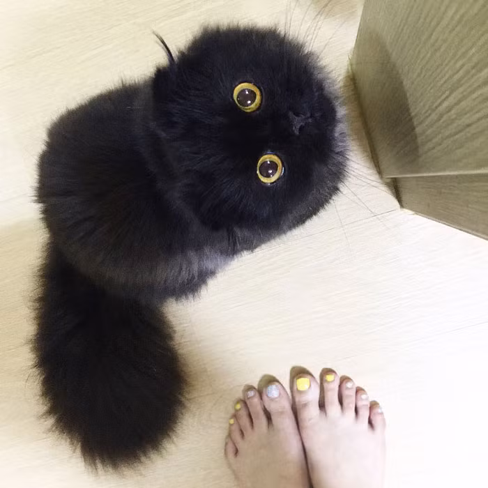 (Nguồn Bored Panda)