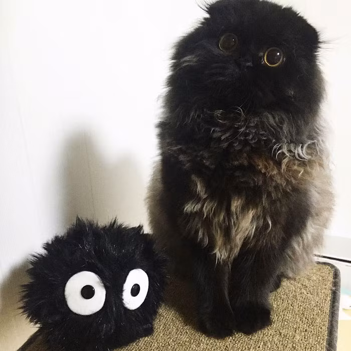 Chủ nhân của Gimo cũng nhận ra sự giống nhau đến ngỡ ngàng của Gimo và nhân vật hoạt hình Susuwatari nên đã so sánh chúng trong một bức ảnh. (Nguồn Bored Panda)