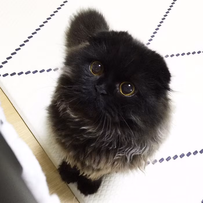 Cũng chính vì lẽ đó cô mèo đáng yêu Gimo được rất nhiều fan hâm mộ của Studio Ghibli yêu thích, coi như phiên bản đời thực của đám bồ hóng Susuwatari. (Nguồn Bored Panda)