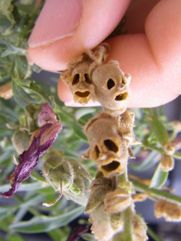 Cây hoa đầu lâu, tên khoa học là Antirrhinum majus, là một loài thực vật có hoa trong họ Mã đề. Khi còn là những bông hoa tươi tắn, loài hoa này trông rất giống đầu rồng, tuy nhiên khi những cánh hoa héo và rụng đi, phần đế hoa còn lại trông cực kỳ giống như đầu lâu của con người. Trong truyền thuyết, người phụ nữ nào dám ăn loài cây này sẽ sở hữu vẻ đẹp bất diệt. Tuy nhiên, loài cây này chứa nhiều độc tố, chẳng có một người phụ nữ nào dám mạo hiểm mạng sống để đổi lấy sắc đẹp.