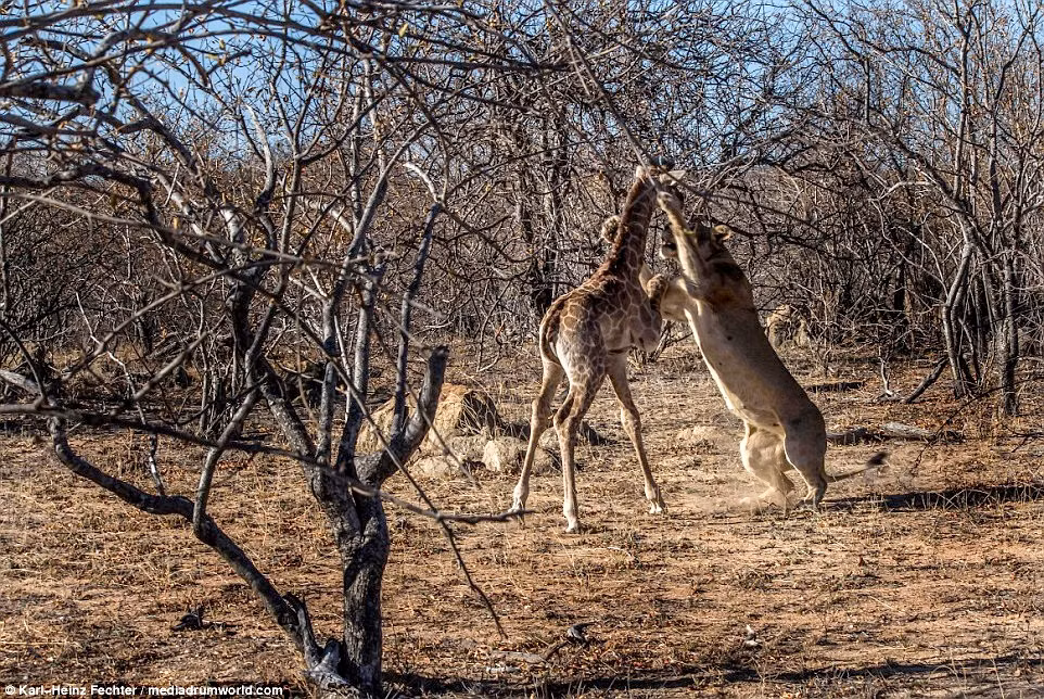 Mặc dù bị mẹ bỏ rơi, hươu cao cổ con vẫn cố giữ bình tĩnh, dũng cảm chiến đấu, chống lại nanh vuốt của sư tử luôn chực cào xé vào cơ thể mình. (Nguồn Dailymail)