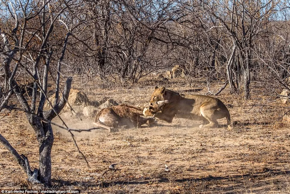 Cuối cùng, khi hươu cao cổ con đuối sức, con sư tử cái cũng vật ngã được con mồi và giết chết bằng một nhát cắn thẳng vào cổ họng. (Nguồn Dailymail)
