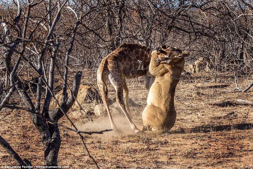Có những thời điểm, hươu cao cổ con dùng đôi chân dài đá cho sư tử hoa mắt, váng đầu. Tuy nhiên do còn non trẻ, lực chân không đủ nên những cú trả đòn của hươu cao cổ không gây tổn thương lớn đến sư tử. (Nguồn Dailymail)