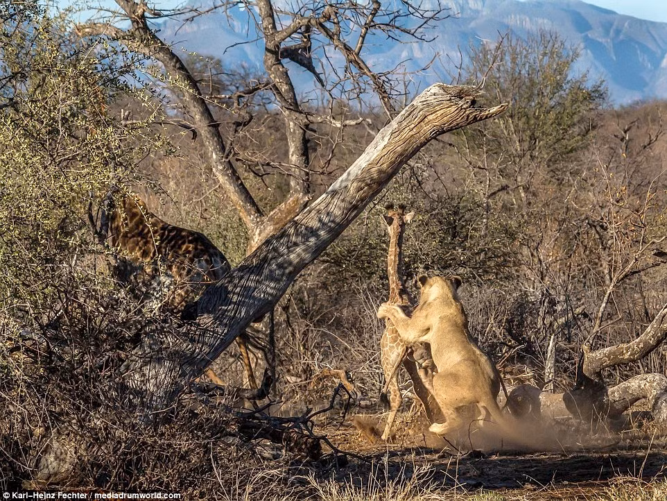 Đáng buồn là khi thấy những con sư tử cái tấn công hươu cao cổ con, hươu cao cổ mẹ quá hoảng sợ nên đã bỏ chạy, để mặc con mình bị quây giết. (Nguồn Dailymail)