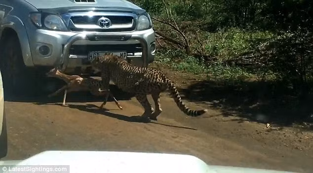Ngay sau đó, báo đốm mẹ vồ lấy linh dương con, biểu diễn kỹ thuật săn mồi thành thục của mình. (Nguồn Dailymail)