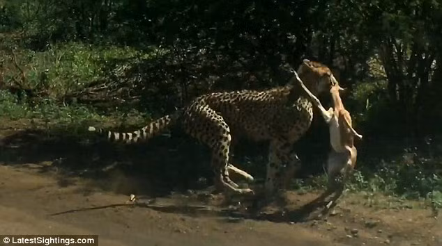 Trước cái nhìn thán phục của báo đốm con, báo đốm mẹ ngẩng cao đầu tha xác con mồi về khu vực an toàn của mình. (Nguồn Dailymail)