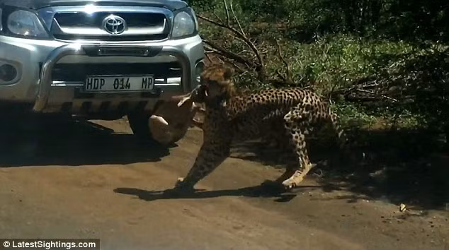Cắn chết linh dương con, báo đốm mẹ lập tức xoay người, tha xác linh dương con về phía bụi rậm, tránh sự rình mò của các mãnh thú săn mồi khác. (Nguồn Dailymail)