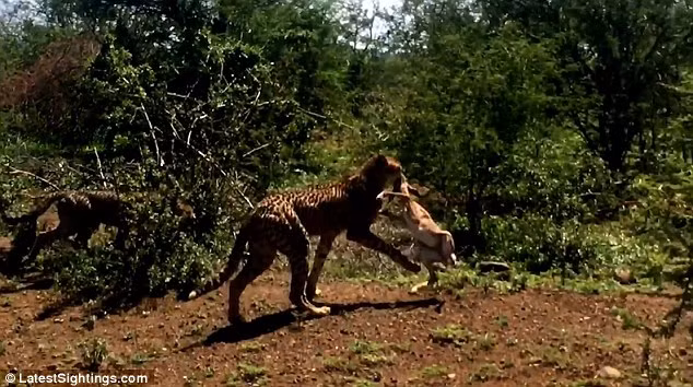 Kết thúc màn săn mồi một cách nhanh chóng và mỹ mãn, hai mẹ con báo đốm rời đi, để lại ấn tượng sâu sắc cho các du khách về sự khắc nghiệt trong cạnh tranh sinh tồn nơi hoang dã. (Nguồn Dailymail)