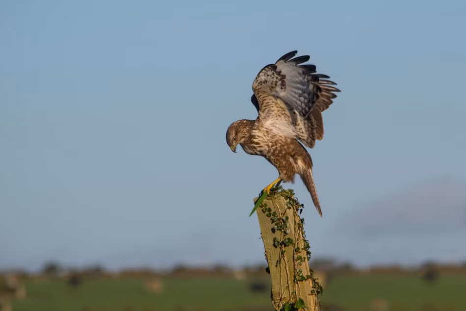 Được biết, chỉ mất vài phút, con chim ưng mạnh mẽ đã hoàn toàn nuốt sạch chuột đồng, không sót một cọng lông, miếng da nào. (Nguồn Sina)