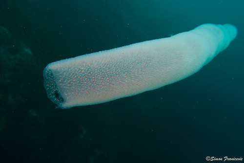 Nhờ vào chất phát quang sinh học, pyrosomes có thể phát sáng và đổi màu rất đẹp mắt. (Nguồn Boredomtherapy)