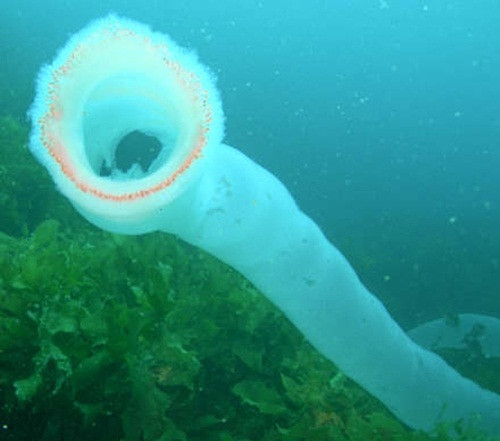 Sâu biển khổng lồ được xếp vào lớp sinh vật phù du, do sự di chuyển của chúng phụ thuộc vào các dòng nước, sóng biển, thủy triều. Chúng thường sống ở những tầng lớp phía trên tại khu vực biển ấm tuy nhiên rất hiếm khi bị phát hiện. (Nguồn Boredomtherapy)