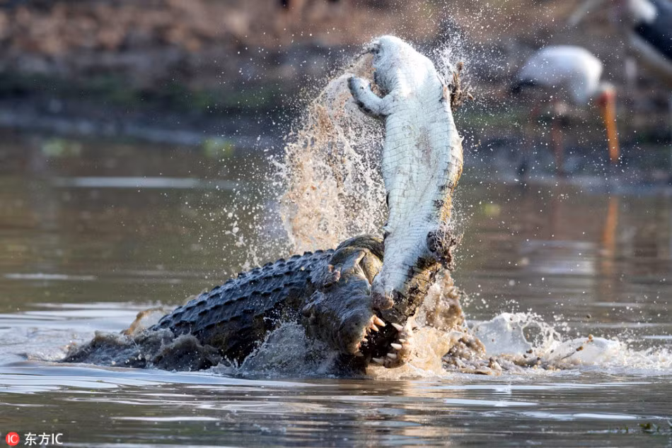 Vì quá đói bụng, cá sấu khổng lồ ăn thịt đồng loại không thương tiếc. Vẫn như mọi khi, trước khi ăn thịt, cá sấu khổng lồ sẽ quăng quật con mồi đến khi chết hẳn. (Nguồn Sina)