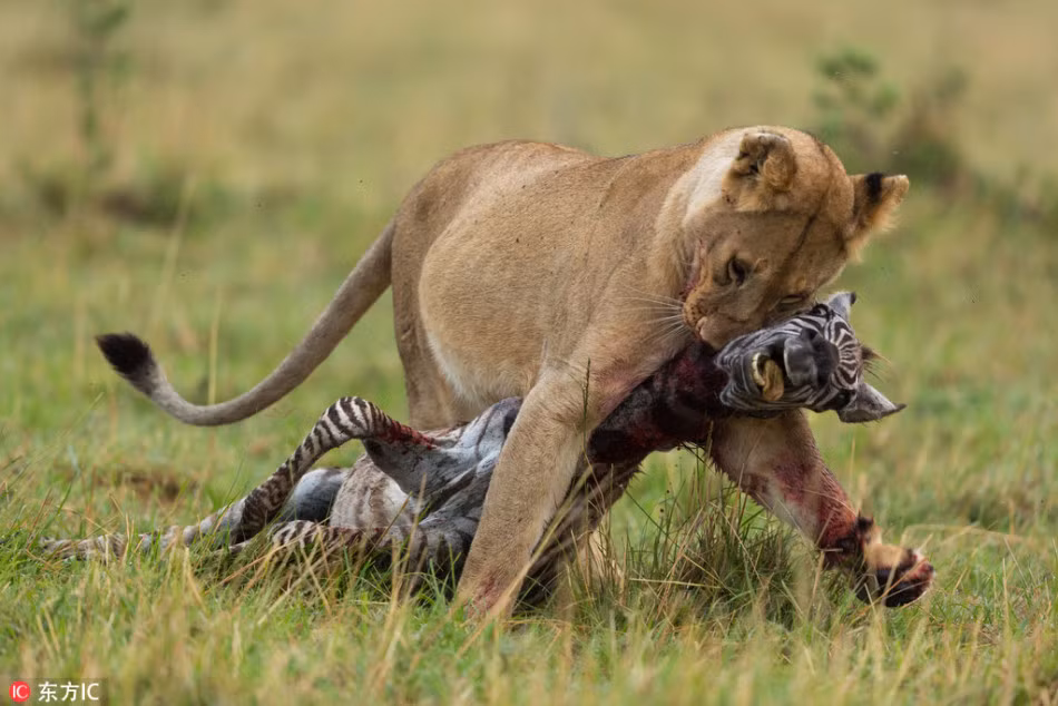 Sư tử cái một mình giết chết ngựa vằn con, mặc cho con ngựa vằn la hét thảm thiết, sư tử cái vẫn cắn chặt vào cổ con mồi, dứt khoát lôi đi vào bụi vắng. (Nguồn Sina)