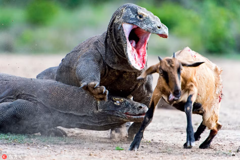 Rơi vào tầm ngắm tử thần của rồng Komodo khát máu, con dê đáng thương chắc chắn không còn đường thoát thân. (Nguồn Sina)