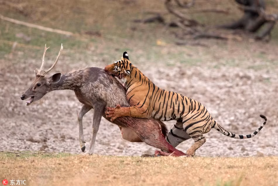 Bằng tốc độ cực nhanh và sức mạnh kinh người, hổ vằn săn giết hươu thành công chỉ trong nháy mắt. Mặc dù đã cố hết sức để phản kháng, con hươu đáng thương vẫn không thể thoát khỏi nanh vuốt của hổ vằn. (Nguồn Sina)