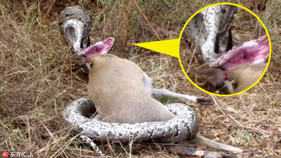 Săn giết thành công một con linh dương, tuy nhiên con trăn khổng lồ lại vướng phải một bi kịch khác, nó bị sừng của con mồi đâm rách họng, rất khó sống nếu không thể thoát ra. (Nguồn Sina)