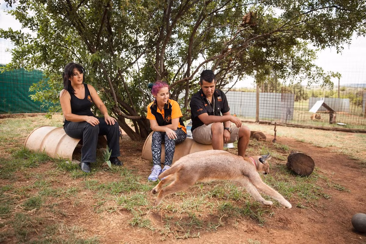 Chỉ có ba người nhưng gia đình Fernandes sống với dàn mãnh thú săn mồi đỉnh cao thuộc họ Mèo lớn 6 con sư tử, 10 con hổ, 3 linh miêu tai đen caracals và một con báo đốm Mỹ. (Nguồn CGTN)