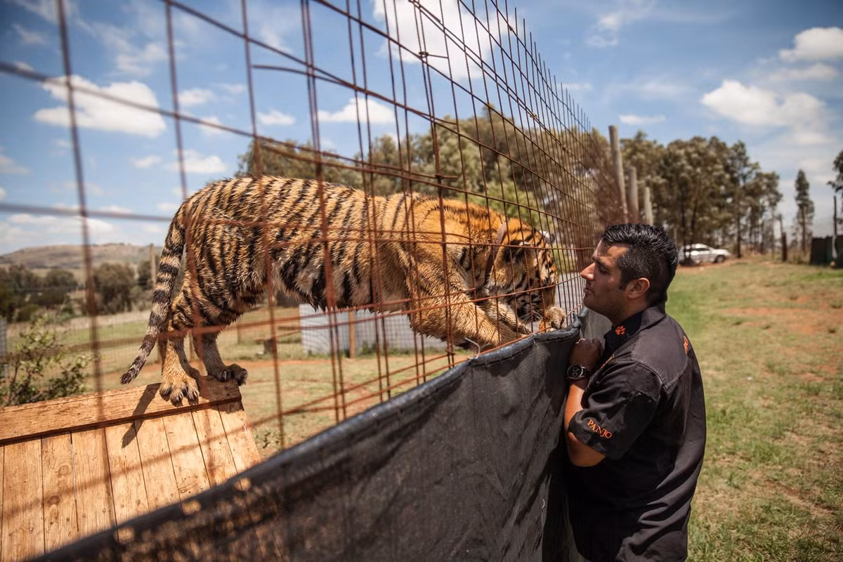 Theo Justin chia sẻ, đối với gia đình anh, những mãnh thú họ mèo lớn này thực sự là một phần quan trọng của gia đình. (Nguồn CGTN)