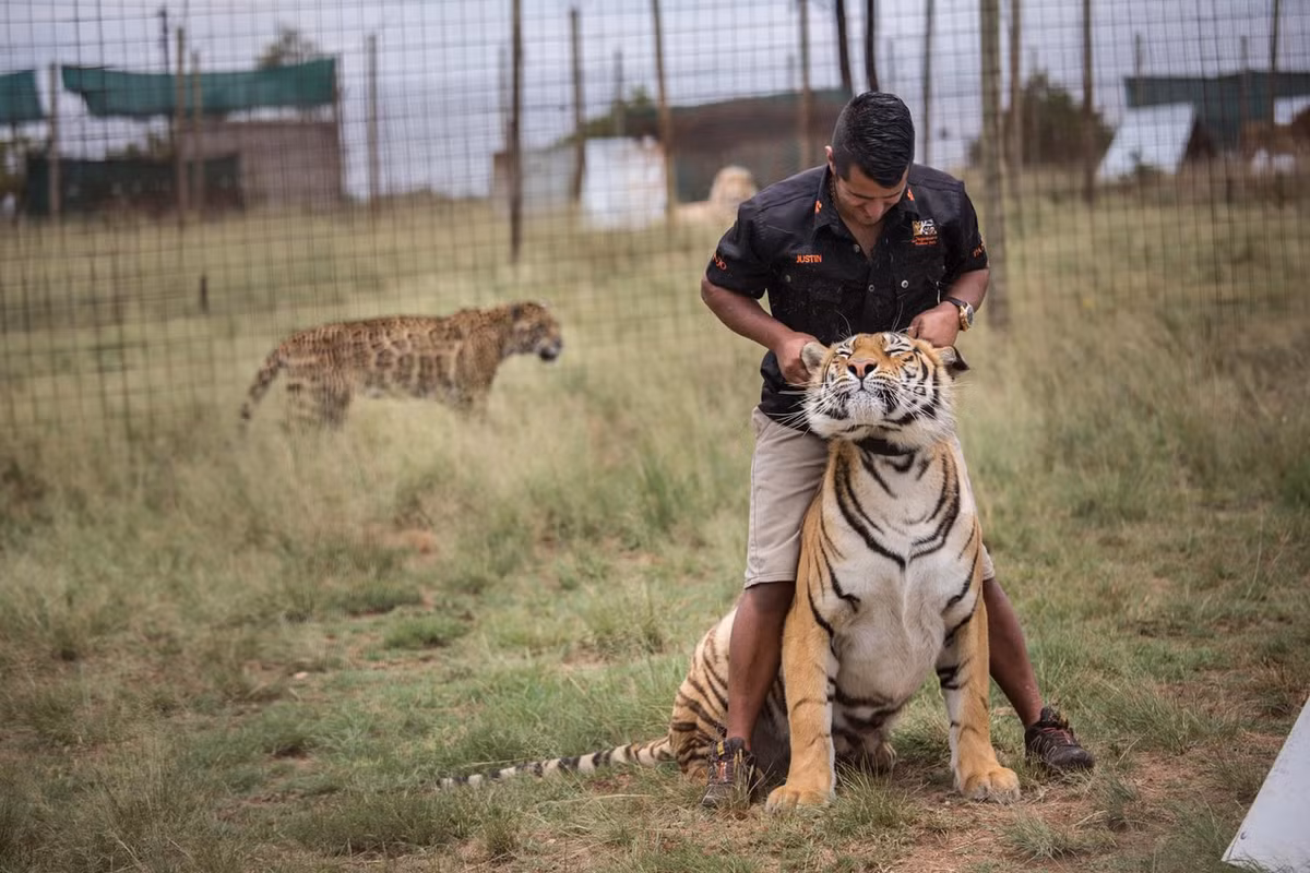"Những con vật này rất có ý nghĩa với tôi, tôi đặt cược mạng sống của tôi cho chúng.", Justin nói với các phóng viên. (Nguồn CGTN)
