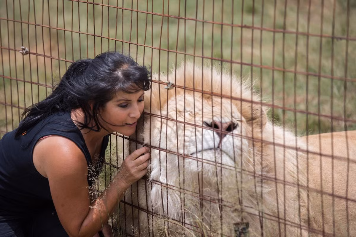 Tuy cuộc sống rất khó khăn để có thể duy trì mức ăn khổng lồ của những mãnh thú to lớn như sư tử, hổ vằn, báo đốm, linh miêu nhưng gia đình Fernandes không từ bỏ. (Nguồn CGTN)