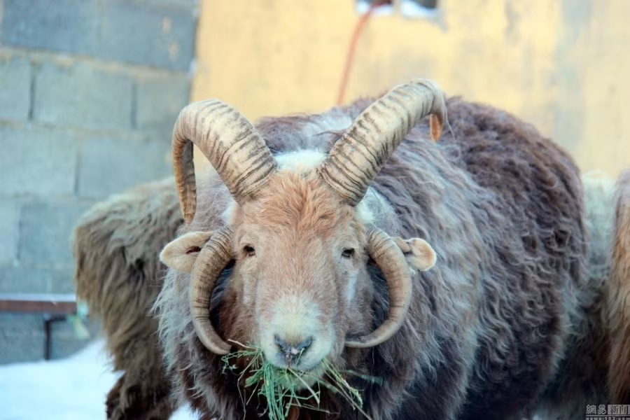 Ngoài việc có 4 chiếc sừng thay vì 2 cái như đồng loại của mình, con cừu quái vật này vẫn giữ nguyên được nét đáng yêu vốn có của nòi giống. Tính cách của nó cũng không hung tợn, ngược lại khá hòa nhã, dễ gần. (Nguồn 163)