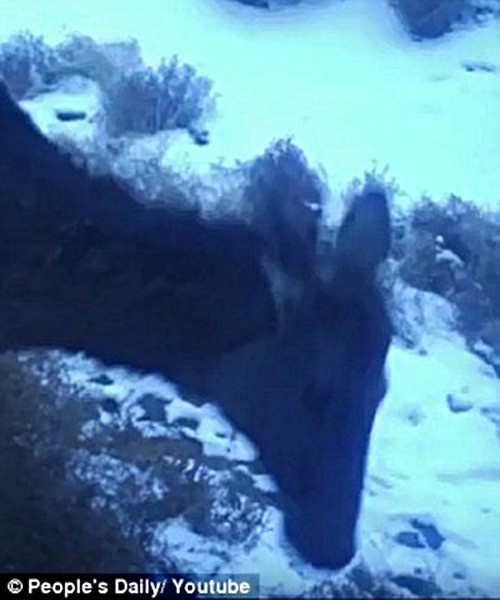 Cụ thể, sinh vật kỳ lạ này được phát hiện vào đúng dịp lễ Noel, 24/12 tại vùng hồ Ebi Lake, giáp biên giới với Kazakhstan. (Nguồn Mirror)