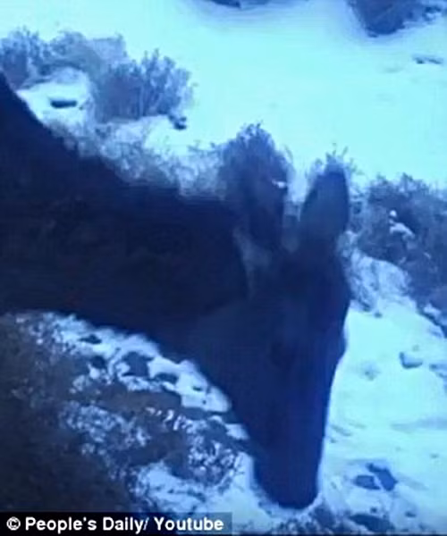 Cụ thể, sinh vật kỳ lạ này được phát hiện vào đúng dịp lễ Noel, 24/12 tại vùng hồ Ebi Lake, giáp biên giới với Kazakhstan. (Nguồn Mirror)
