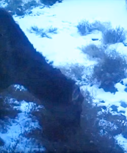 Đây được cho là lần đầu tiên sinh vật kỳ lạ này được phát hiện và ghi lại hình ảnh. (Nguồn Mirror)