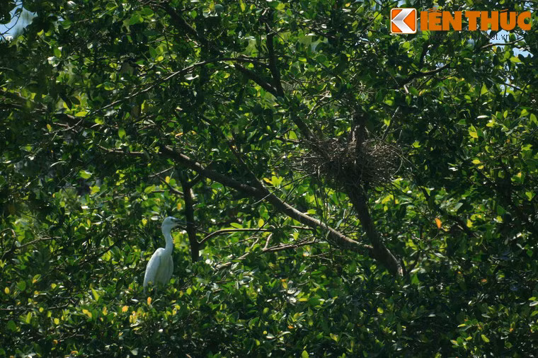 Tan muc vuon chim giua long thanh pho doc nhat Viet Nam