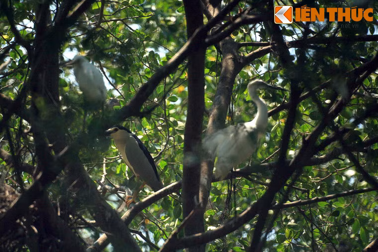 Một số loài chim quý hiếm như diệc, bồ nông khoang cổ, sếu, điên điển cũng được ghi nhận tại đây.