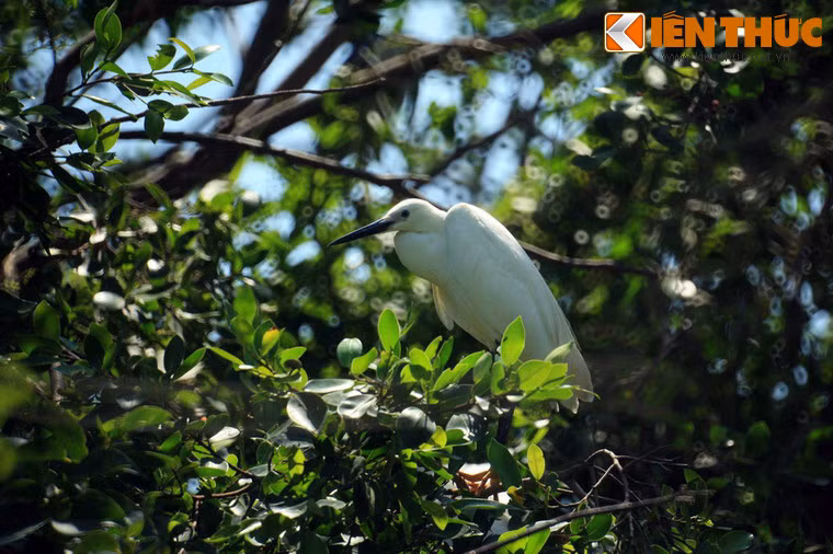 Thời điểm chim về vườn nhiều nhất là mùa xuân – mùa chim chóc tụ họp, kết đôi theo quy luật thiên nhiên.