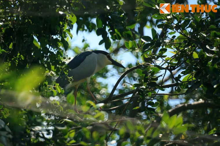 Đối với người dân Cà Mau, vườn chim là một niềm tự hào, minh chứng rằng đây là một nơi "đất lành chim đậu" theo quan niệm của người Việt.