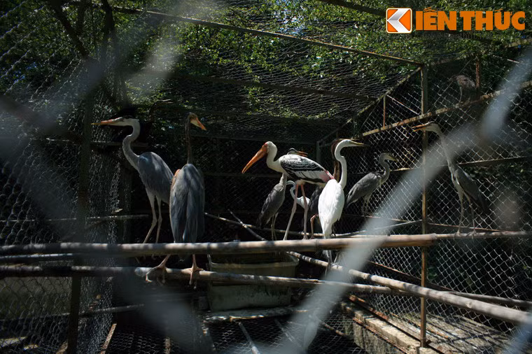 Trong vườn chim còn một khu nuôi nhốt các loài chim quý phục vụ mục đích bảo tồn và nghiên cứu khoa học.