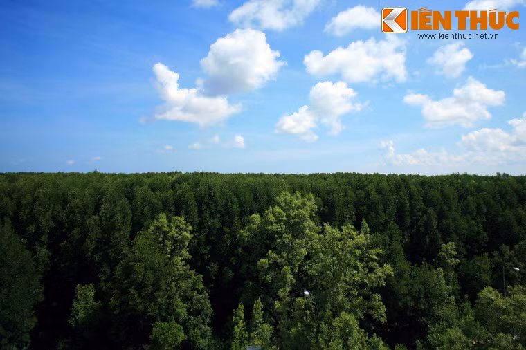 Mũi Cà Mau là nơi có hệ sinh thái rừng ngập mặn rất đa dạng và phong phú đặc trưng của miền đất phương Nam.