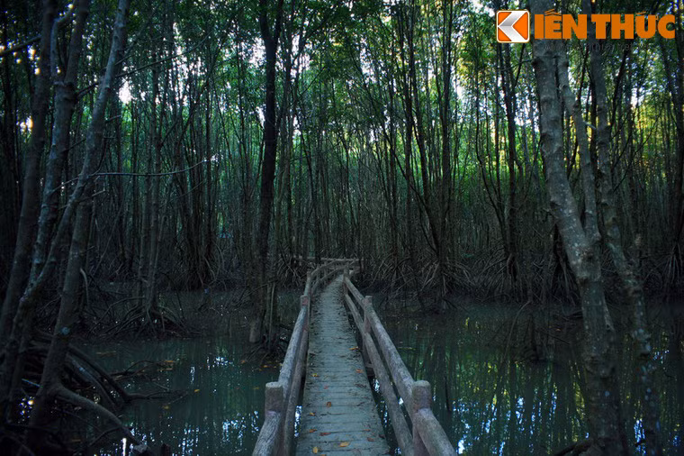 Nét thâm u đầy mê hoặc bên trong cánh rừng.