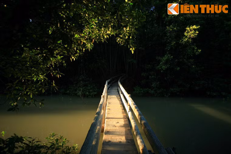 Lối vào rừng đước ở mũi Cà Mau.