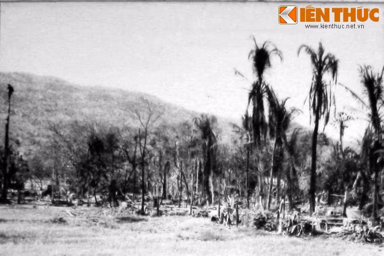 Quân Pol Pot không tha cho cả những cây thốt nốt.