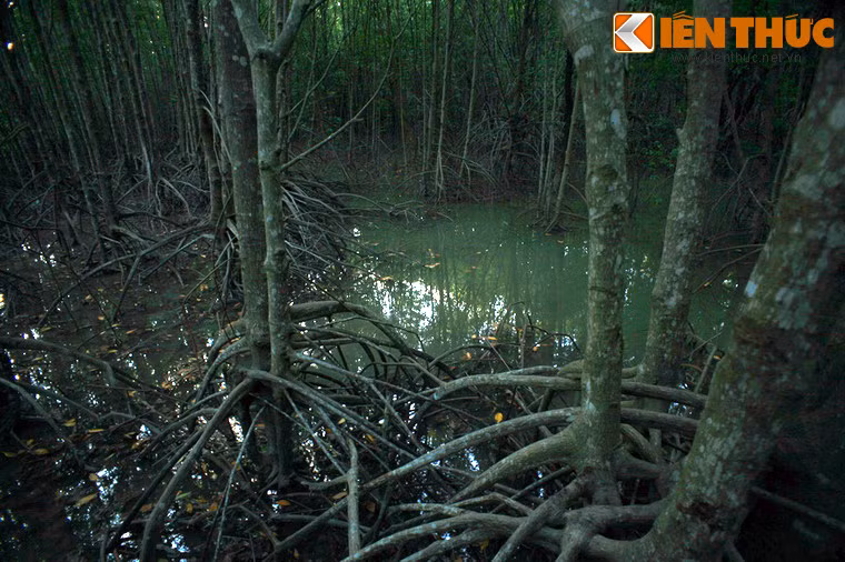 Bộ rễ mang hình dáng cổ quái của các cây đước cũng tạo nên khung cảnh đặc trưng của rừng nguyên sinh Cà Mau.