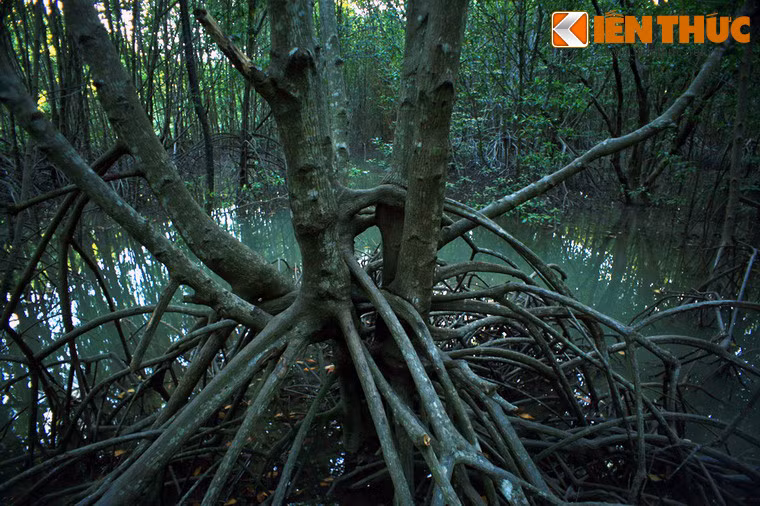 Cây đước tạo thành một phần của hệ sinh thái đất ngập mặn, có vai trò quan trọng trong sự phát triển và đa dạng hóa của động vật thân mềm.