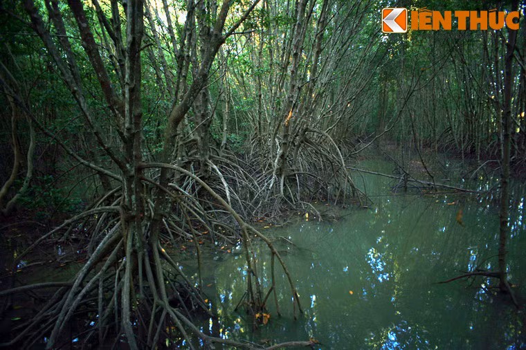 Hàng nghìn cây đước với dáng vẻ ma mị mọc dày đặc che khuất ánh sáng mặt trời tạo nên vẻ huyền hoặc như trong cổ tích của rừng đước Cà Mau.