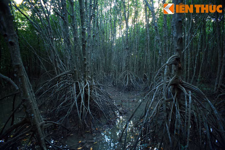 Đối với người dân địa phương, cây đước cung cấp loại gỗ thích hợp cho các công trình xây dựng dưới nước hoặc để làm cọc, cột.