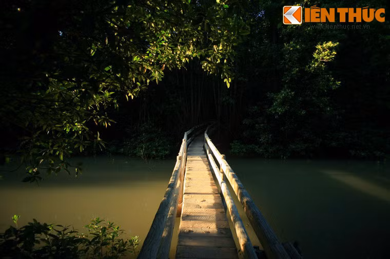 Với diện tích gần 69.000ha, rừng ngập mặn Cà Mau rộng thứ 2 trên thế giới chỉ sau rừng ngập mặn ở khu vực Amazon của Nam Mỹ với hệ sinh thái rất độc đáo và đa dạng.