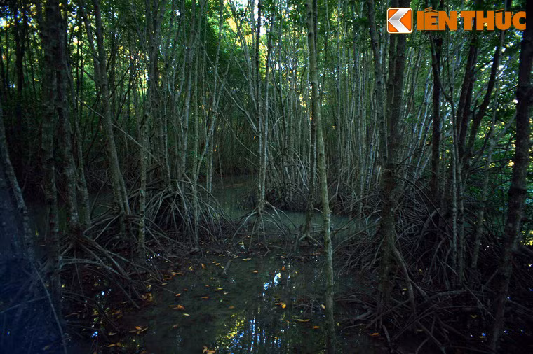 Sinh sống trên vùng đất nhão luôn bị thủy triều tấn công, cây đước có bộ rễ rất phát triển, trên thân cành lại có rất nhiều rễ trụ đan xen ngang dọc, rủ xuống bãi lầy, vừa có tác dụng chống đỡ, vừa giúp cây hô hấp trong điều kiện ngập nước.