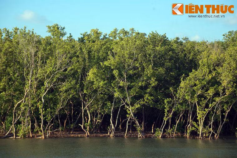 Hinh anh ma mi nhu co tich trong rung duoc Ca Mau