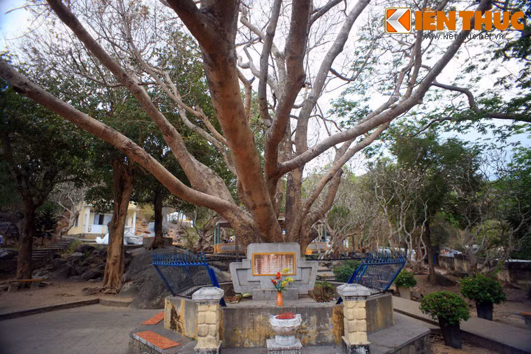 Cây bồ đề trồng năm 1960 tại Thích Ca Phật Đài là hậu duệ của cây bồ đề Tổ tại Bồ Đề Đạo Tràng ở Ấn Độ.