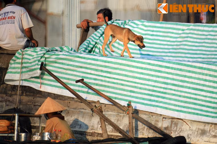 Có những chiếc ghe như "căn hộ di động" trên sông nước với các tiện nghi đầy đủ và các loài vật nuôi.