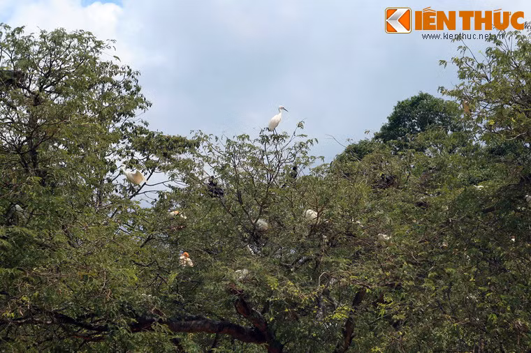 Trước kia, trong khuôn viên chùa có rất nhiều dơi. Tết Mậu Thân, bom đạn đã làm chùa hư hại nặng, khiến đàn dơi bay mất. Ngày nay, có nhiều loại chim đến trú ẩn ở các cây cổ thụ trong chùa.